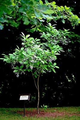 Chionanthus virginicus - bělas viržinský - kvetoucí habitus